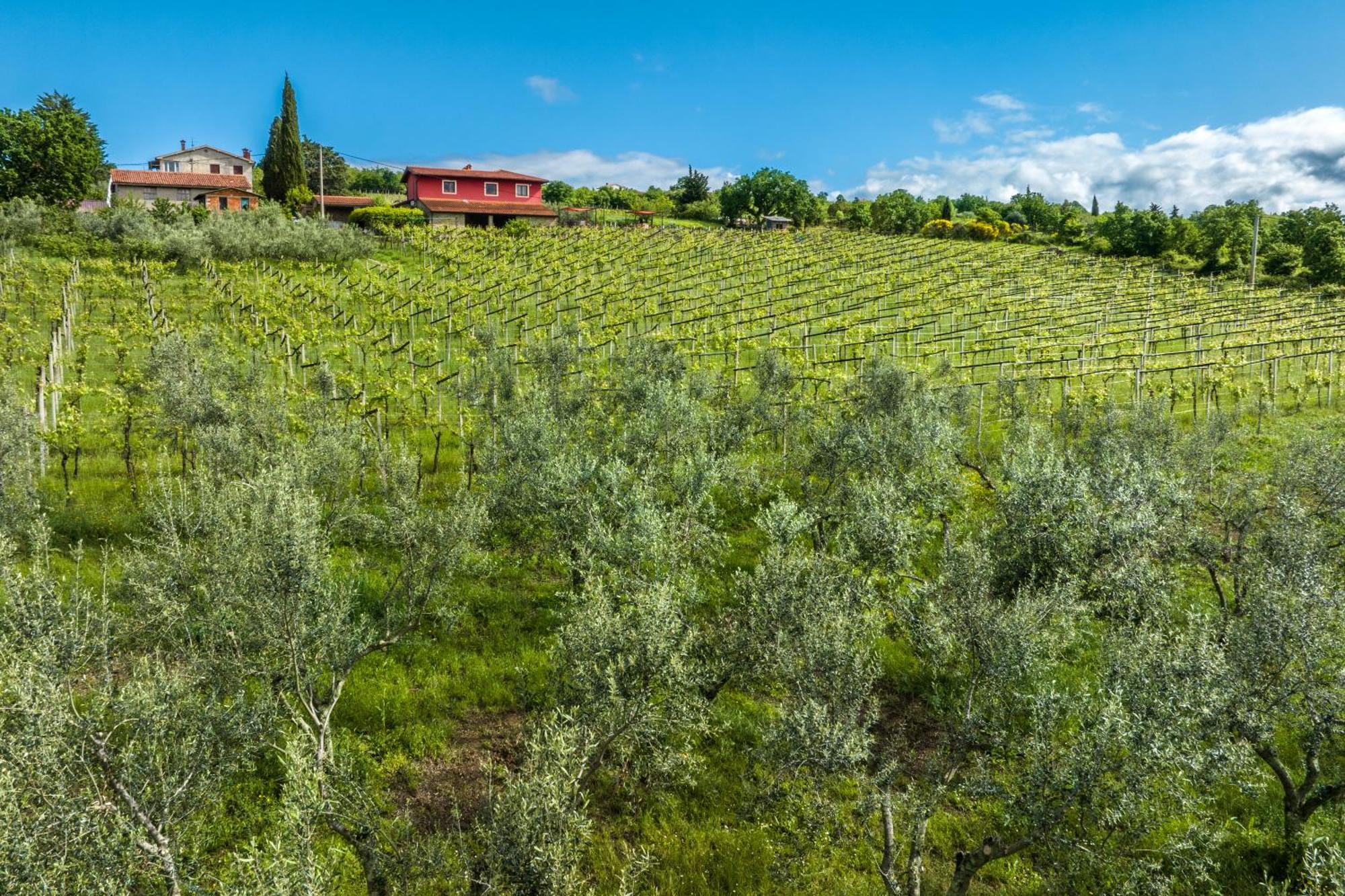 Touristfarm - Apartments "Red Fairytale" Marezige Dış mekan fotoğraf